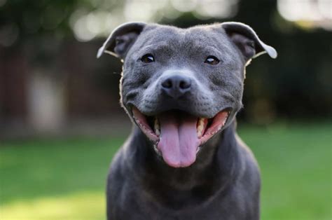 blue staffordshire bull color.